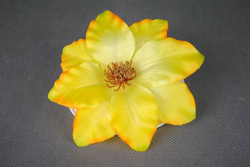 Klematis
