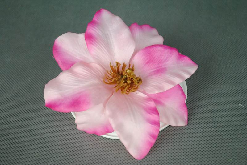Klematis