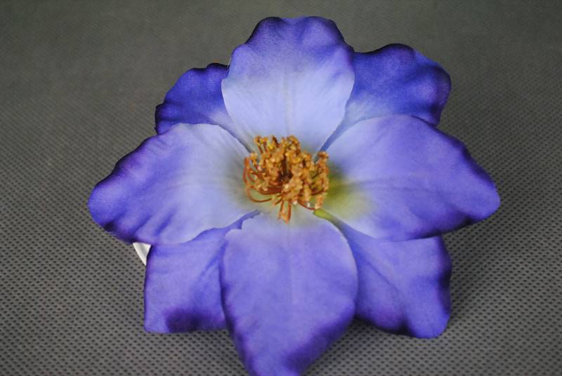 Klematis