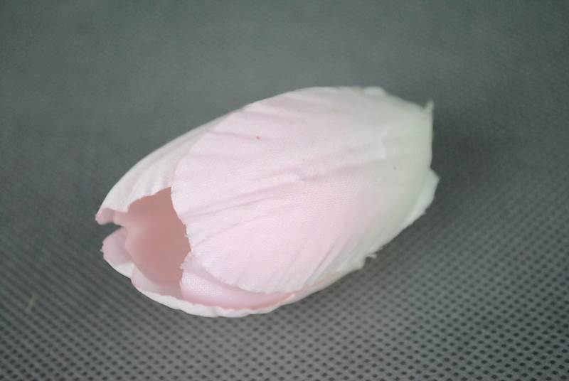 Tulipan
