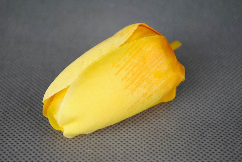 Tulipan