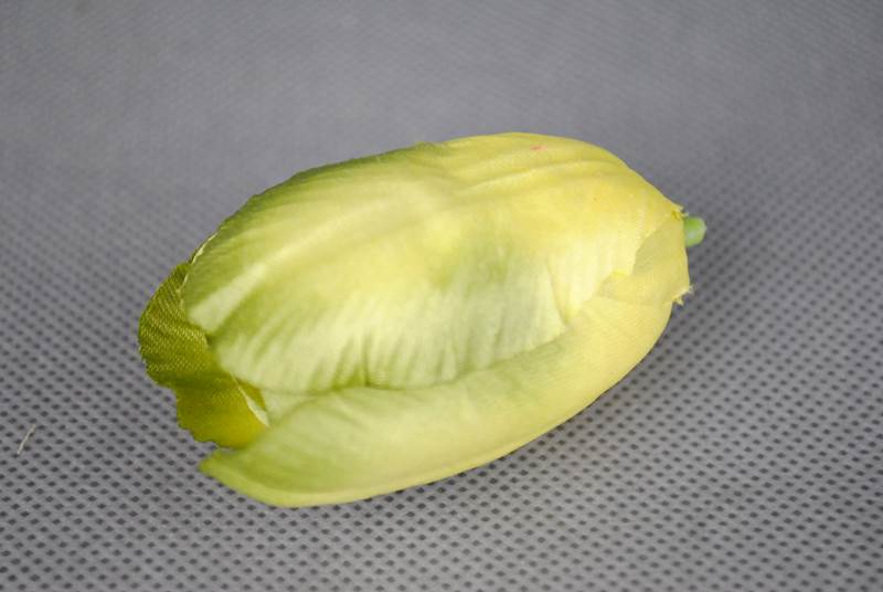 Tulipan