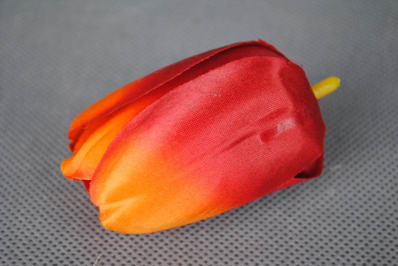Tulipan