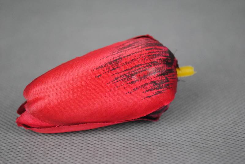 Tulipan