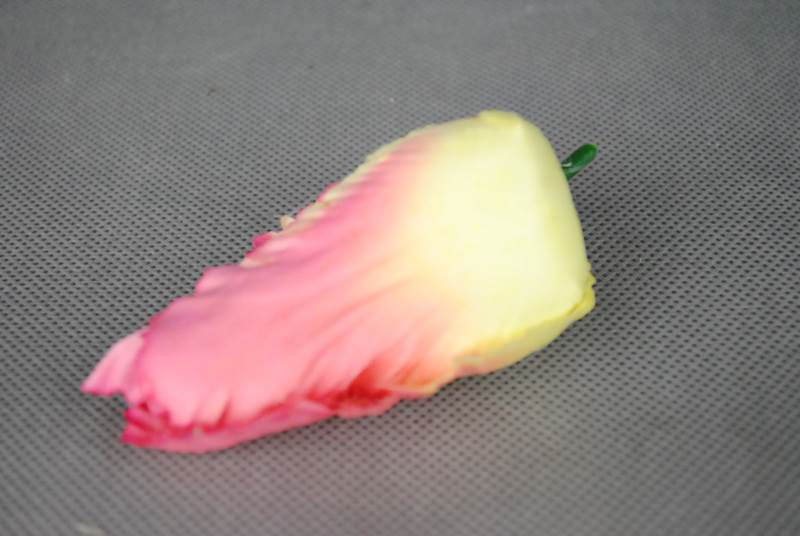 Tulipan