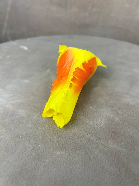 Tulipan