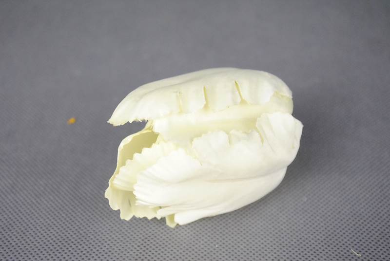 Tulipan
