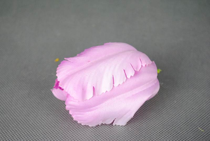 Tulipan