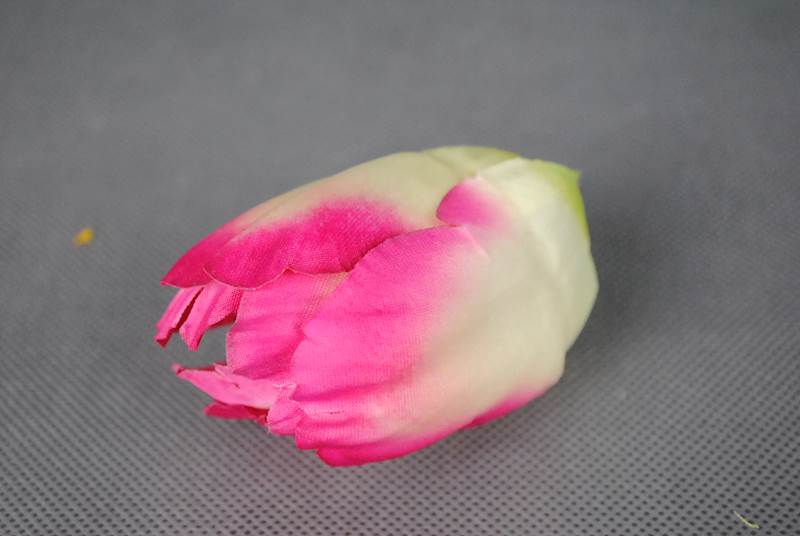 Tulipan
