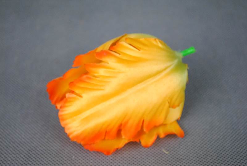 Tulipan
