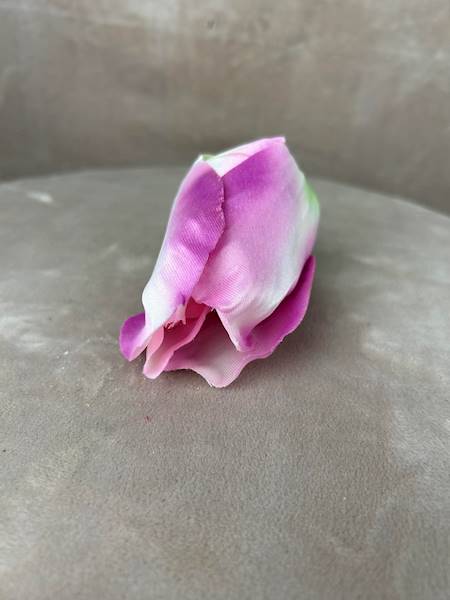 Tulipan