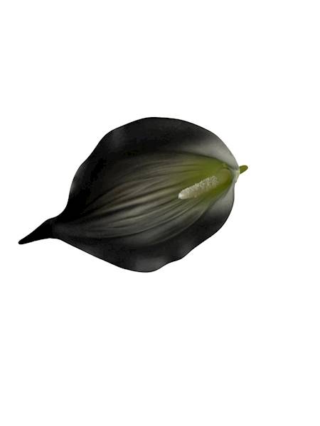 Calla