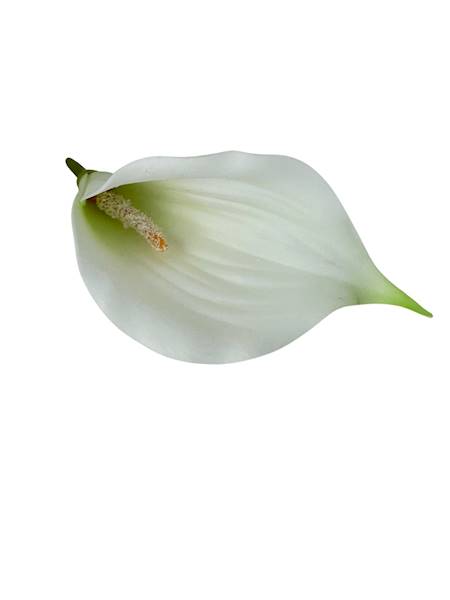 Calla