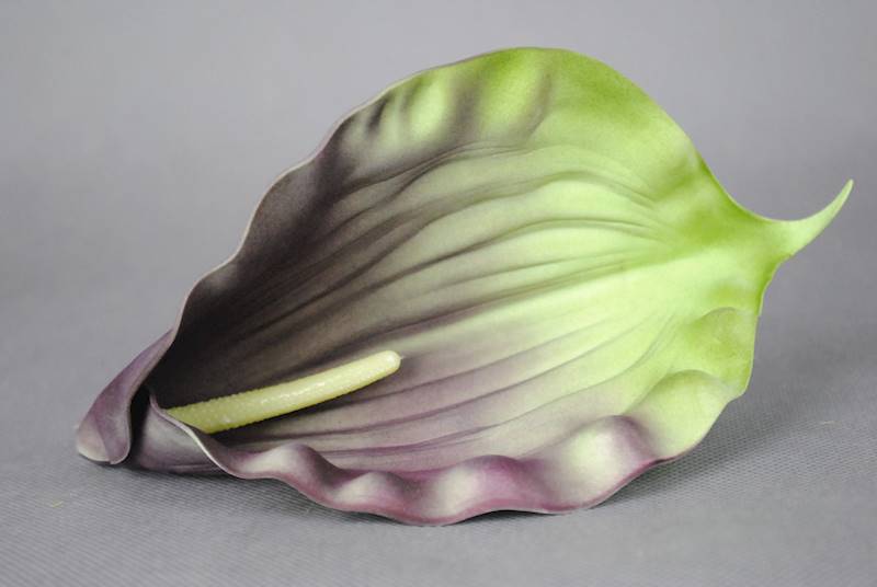 Calla