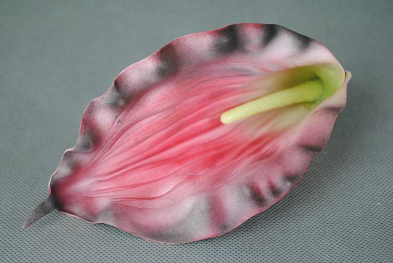 Calla