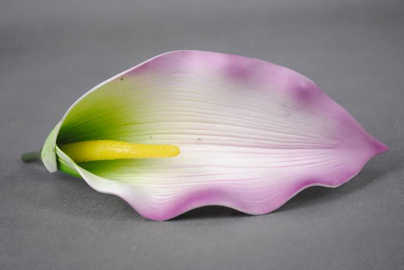 Calla