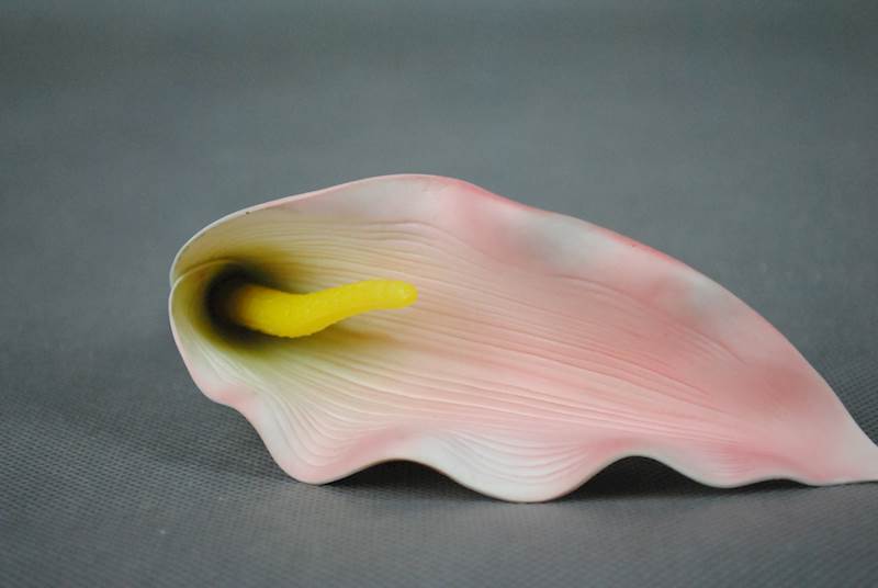 Calla