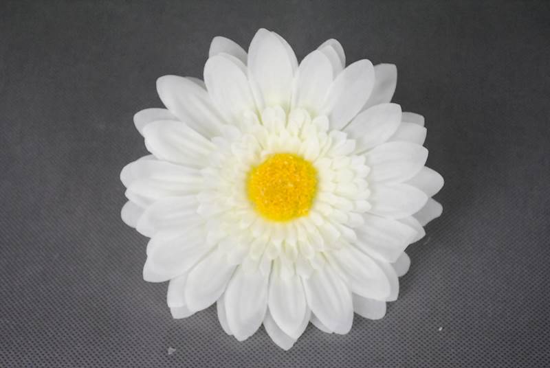 Gerbera