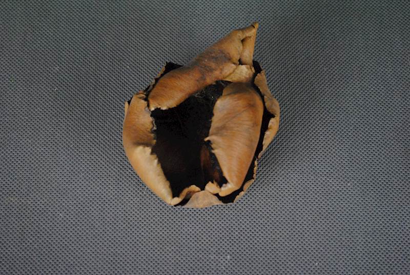 Palm cup