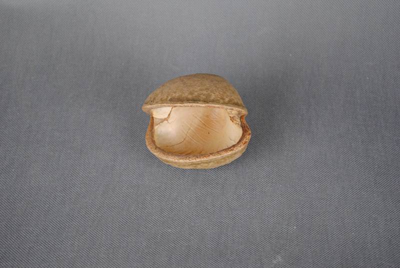 Badam