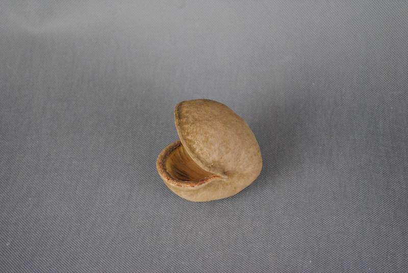 Badam