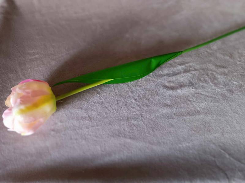 Tulipan