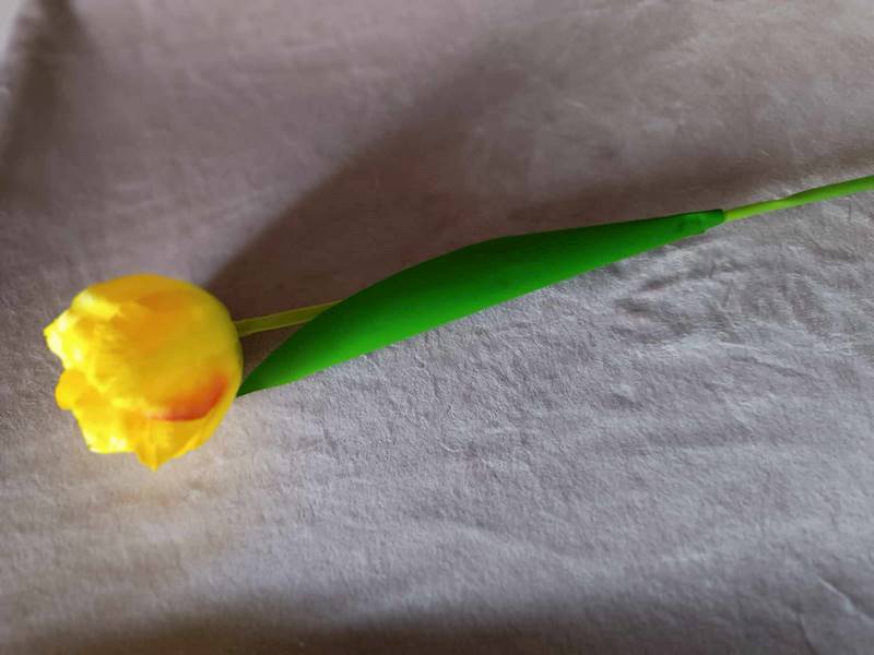 Tulipan
