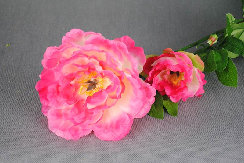 Peonia