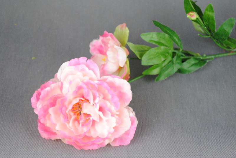 Peonia