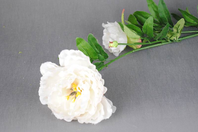 Peonia
