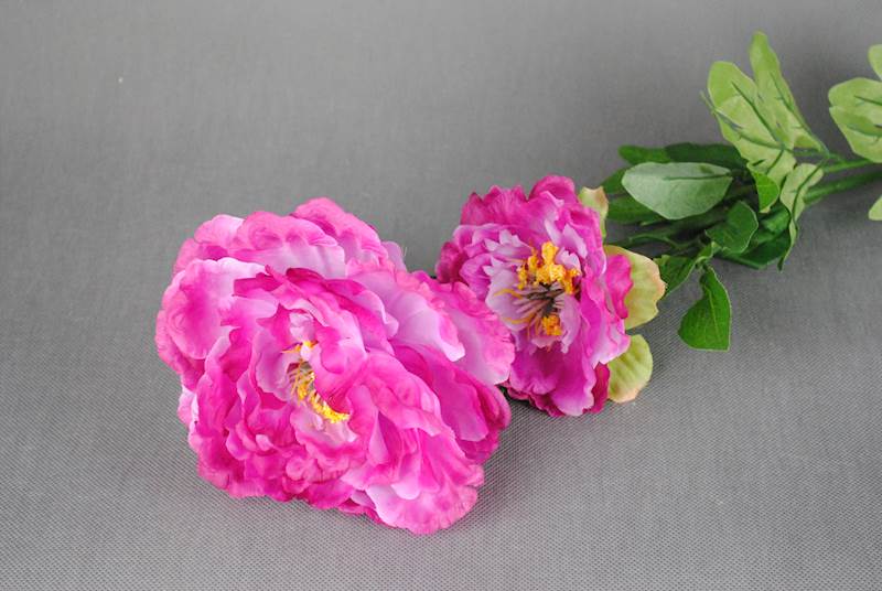 Peonia