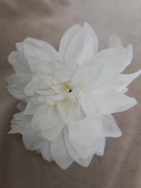 Dalia