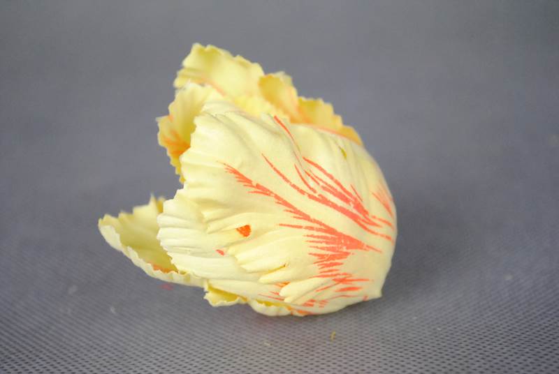 Tulipan