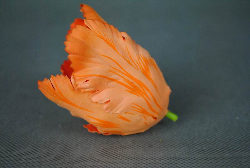 Tulipan