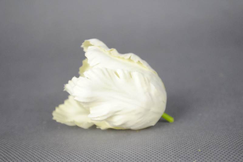 Tulipan