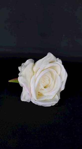 Róża