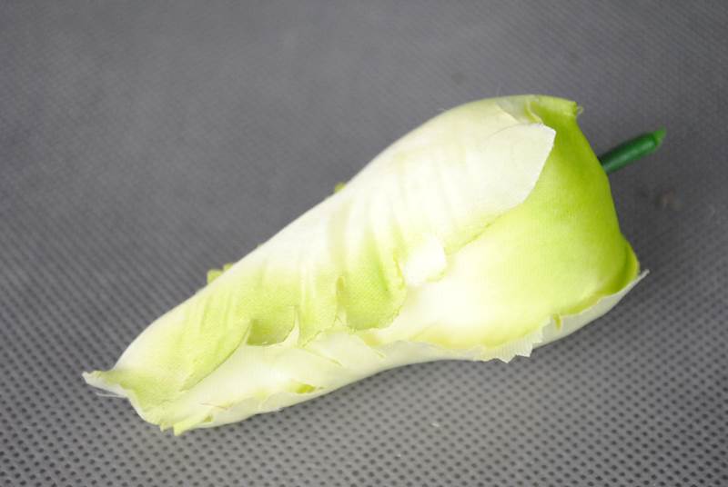 Tulipan
