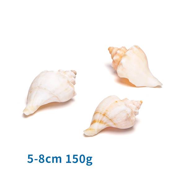 OZDOBA MUSZLA NATURALNA koncha 5-8cm 150g NOBLEZA