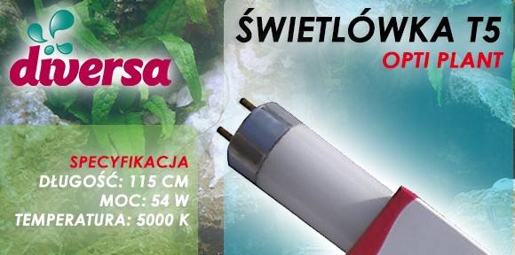 D.ŚWIETLÓWKA OPTI PLANT T5 54W 115cm