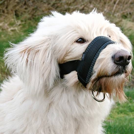 KAGANIEC TX REG.XXL NYLON Dog