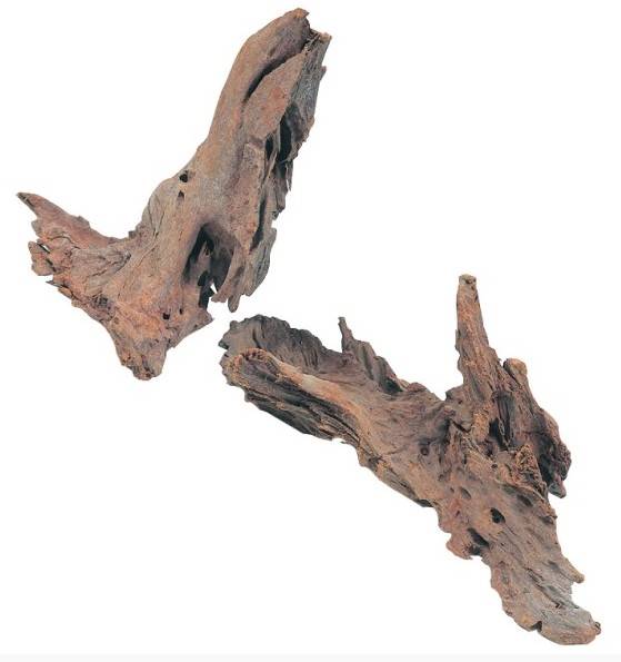 KORZEŃ MANGROWCA 25-33cm