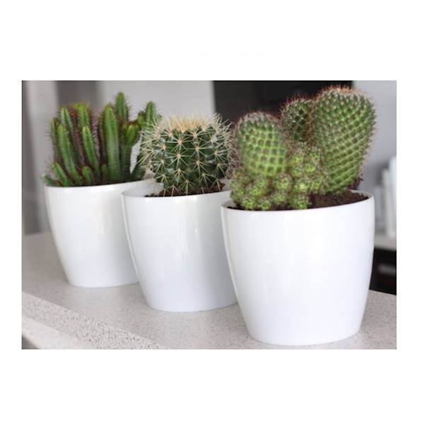 DONICA MAGNOLIA 360 BIAŁY