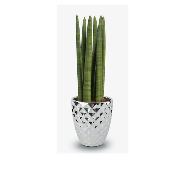 01.012.14 DIAMOND POT SILVER