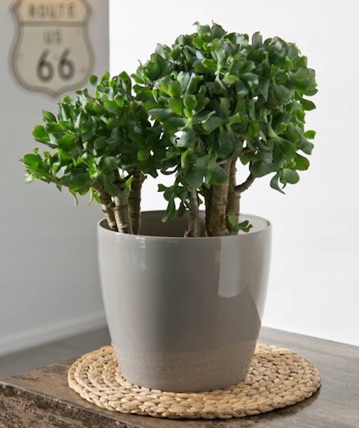 DONICA MAGNOLIA 300 SZARY