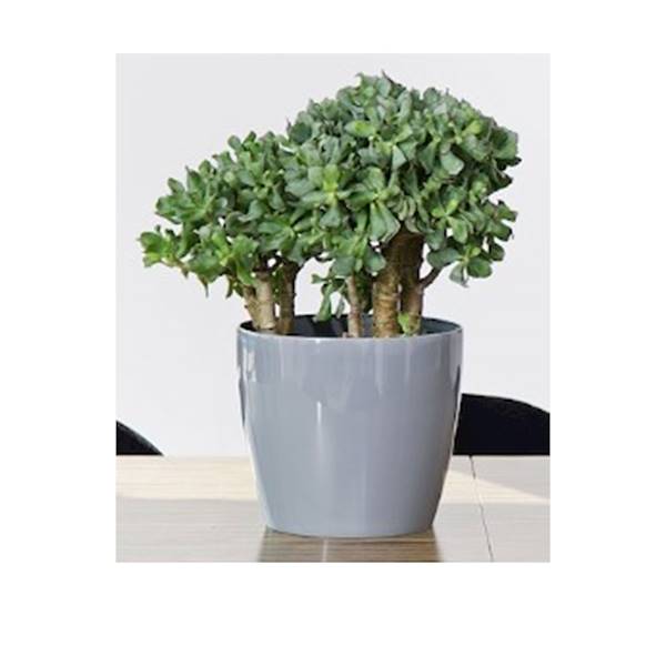 DONICA MAGNOLIA 210 SZARY