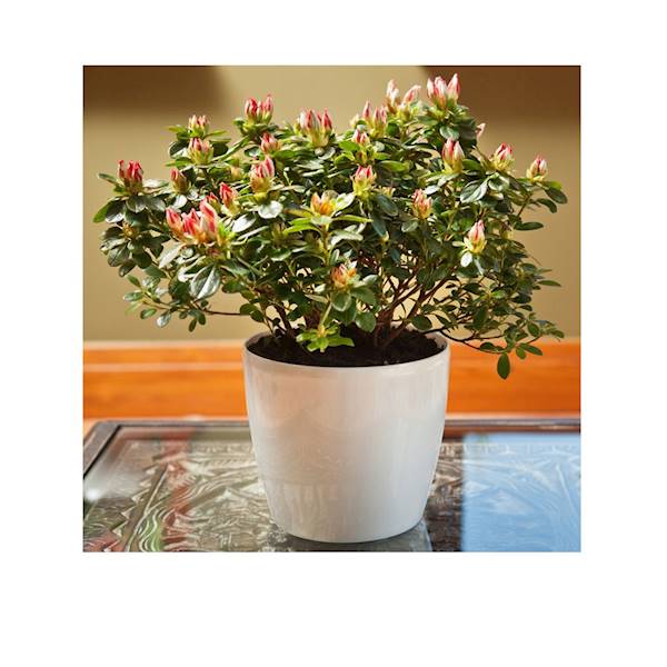 DONICA MAGNOLIA 360 KREMOWY