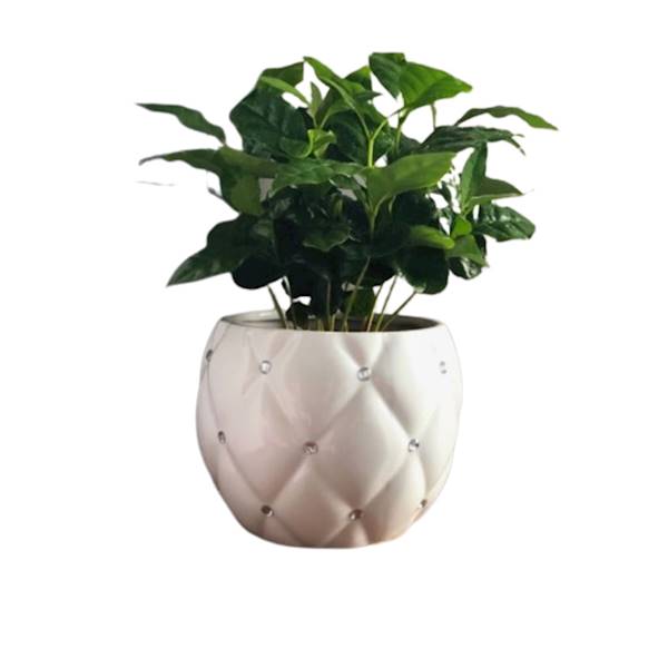 02.694.16 KULA GLAMOUR WHITE