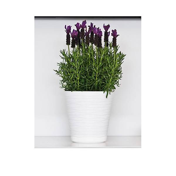 DONICZKA TEDI NR 13 BIAŁY