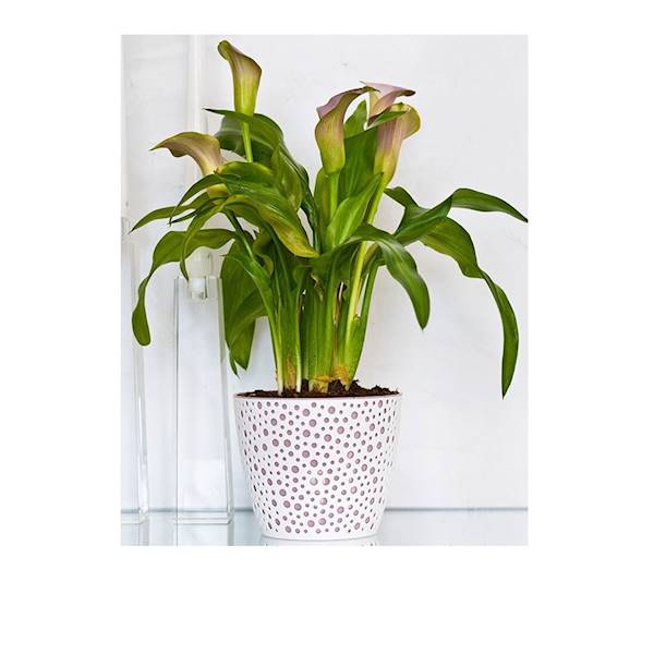 DONICZKA VERO 19 popiel