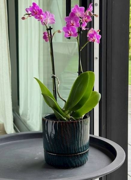 07.150.16 DONICA GREEN